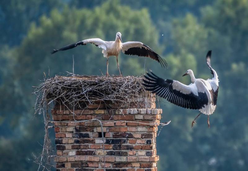 Professional Chimney Animal Removal Services in Anaheim, California