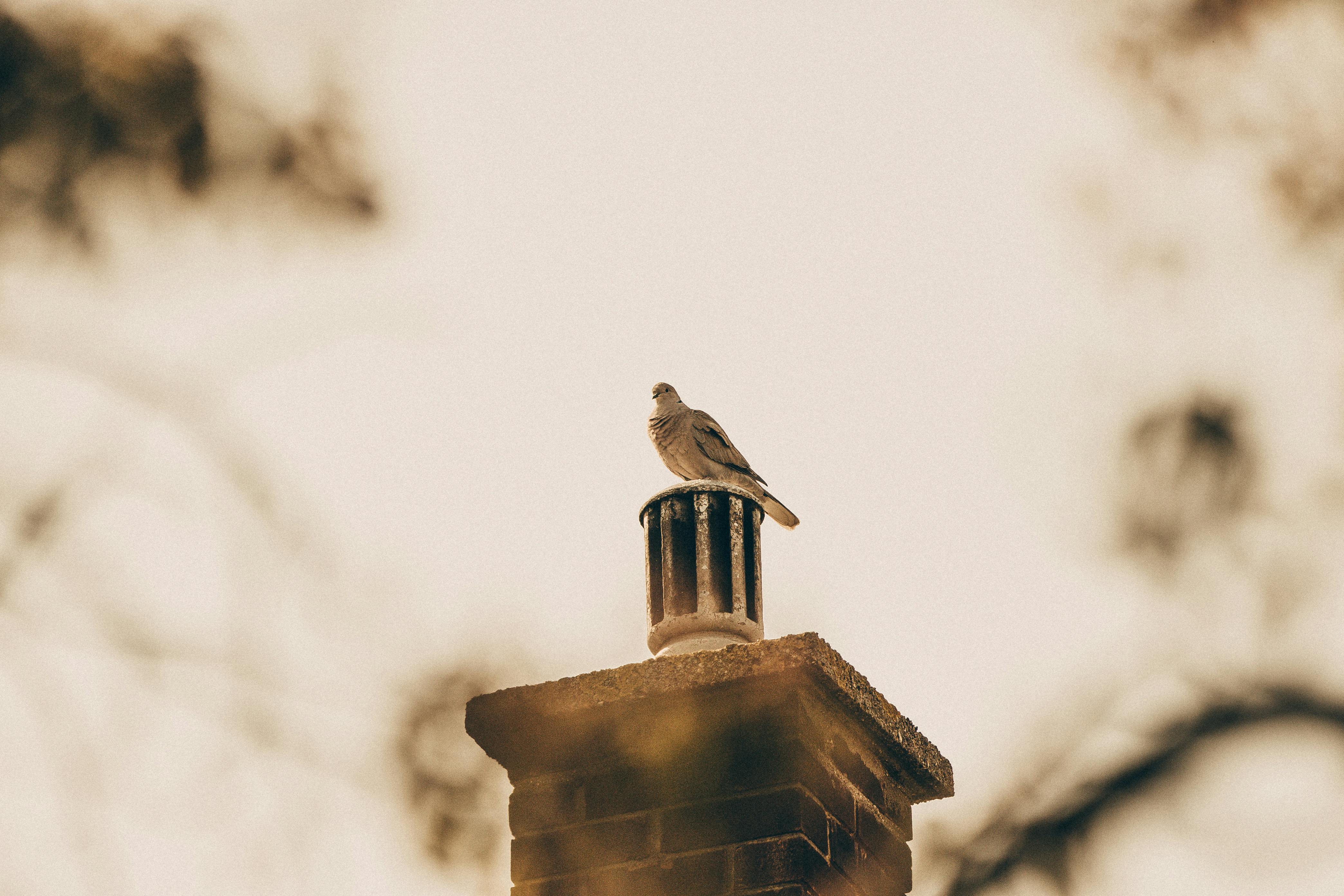 Professional Chimney Cap and Damper In Anaheim California